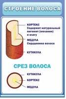 Стенд Структура волос, 0,6x0,9 м, без карманов